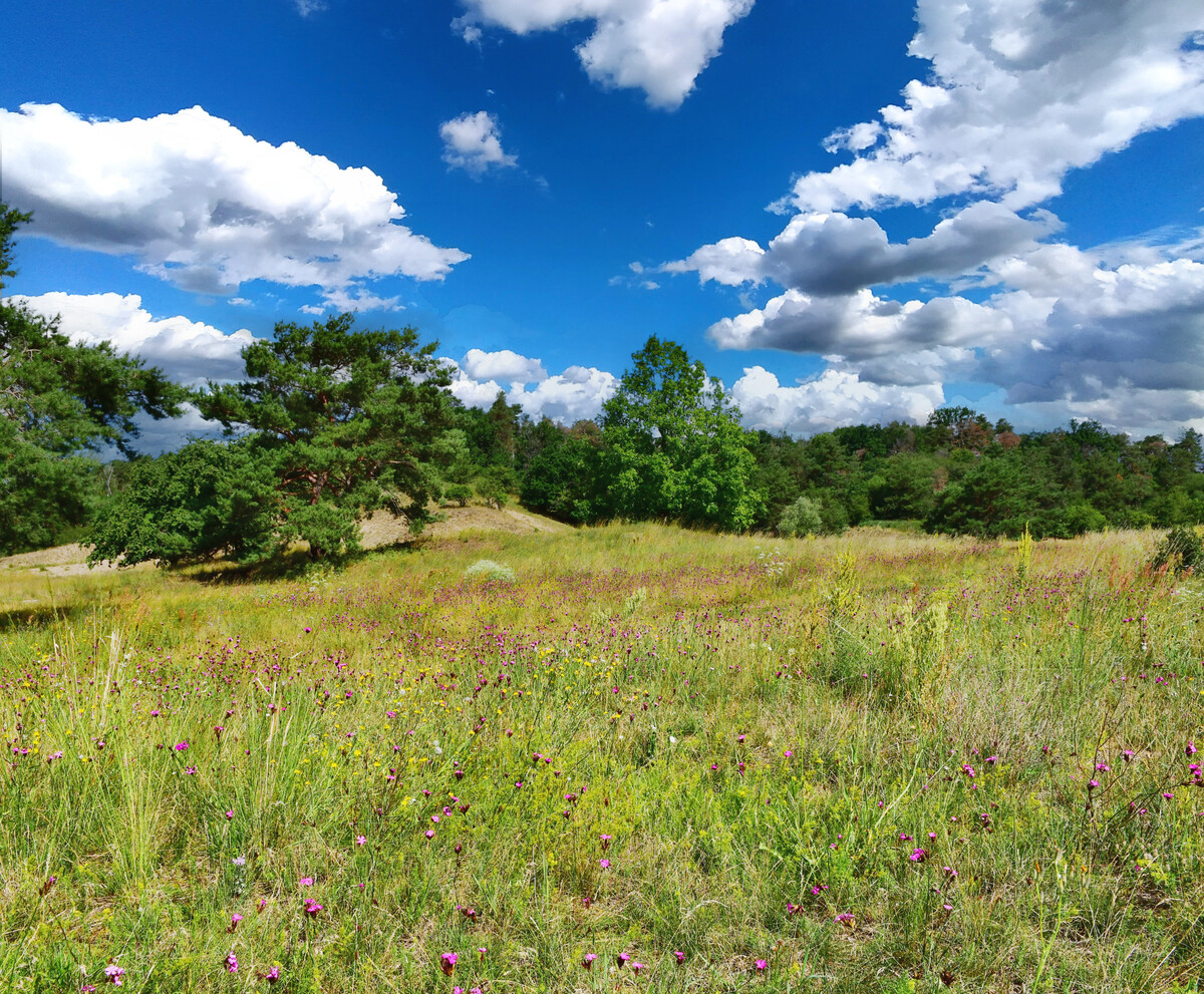 EU Nature Restoration Law: implementation rules raise the bar for measurable biodiversity action