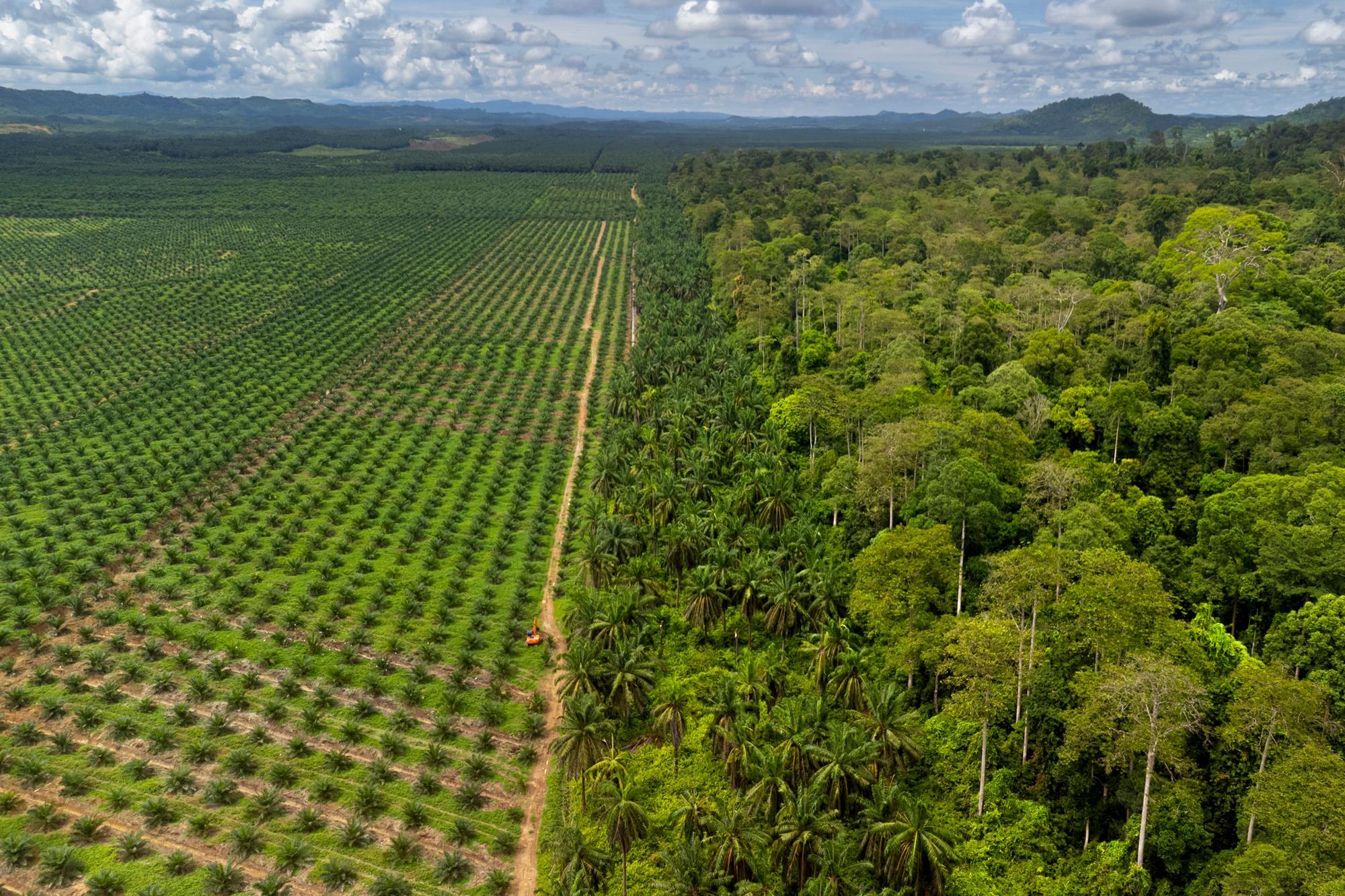 The Next Supply-Chain Test: Why UK Deforestation Due Diligence Could Turn Commodity Traceability into a Board-Level Issue