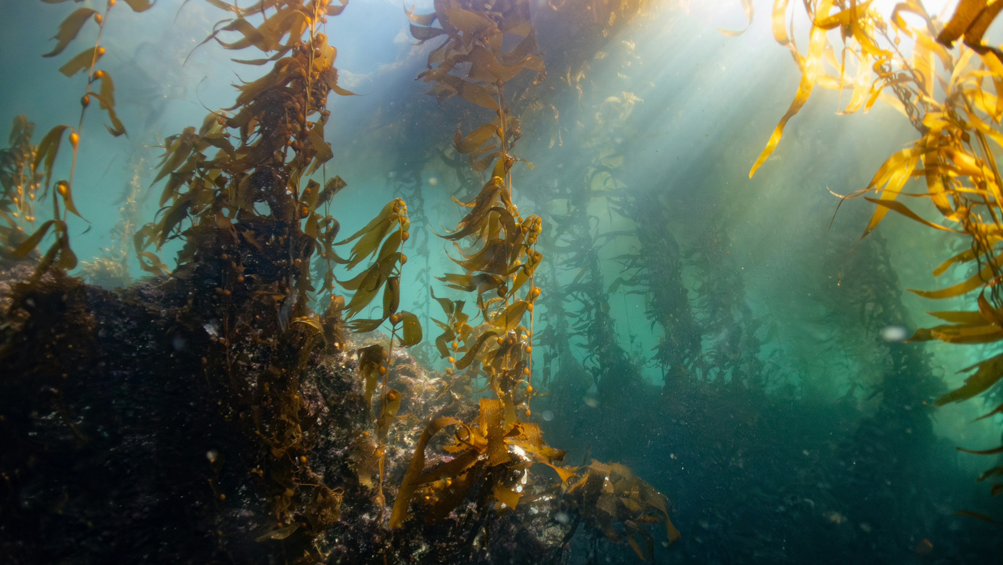 Blue Carbon Needs Biodiversity Evidence: Why eDNA Could Change the Value of Coastal Carbon Credits