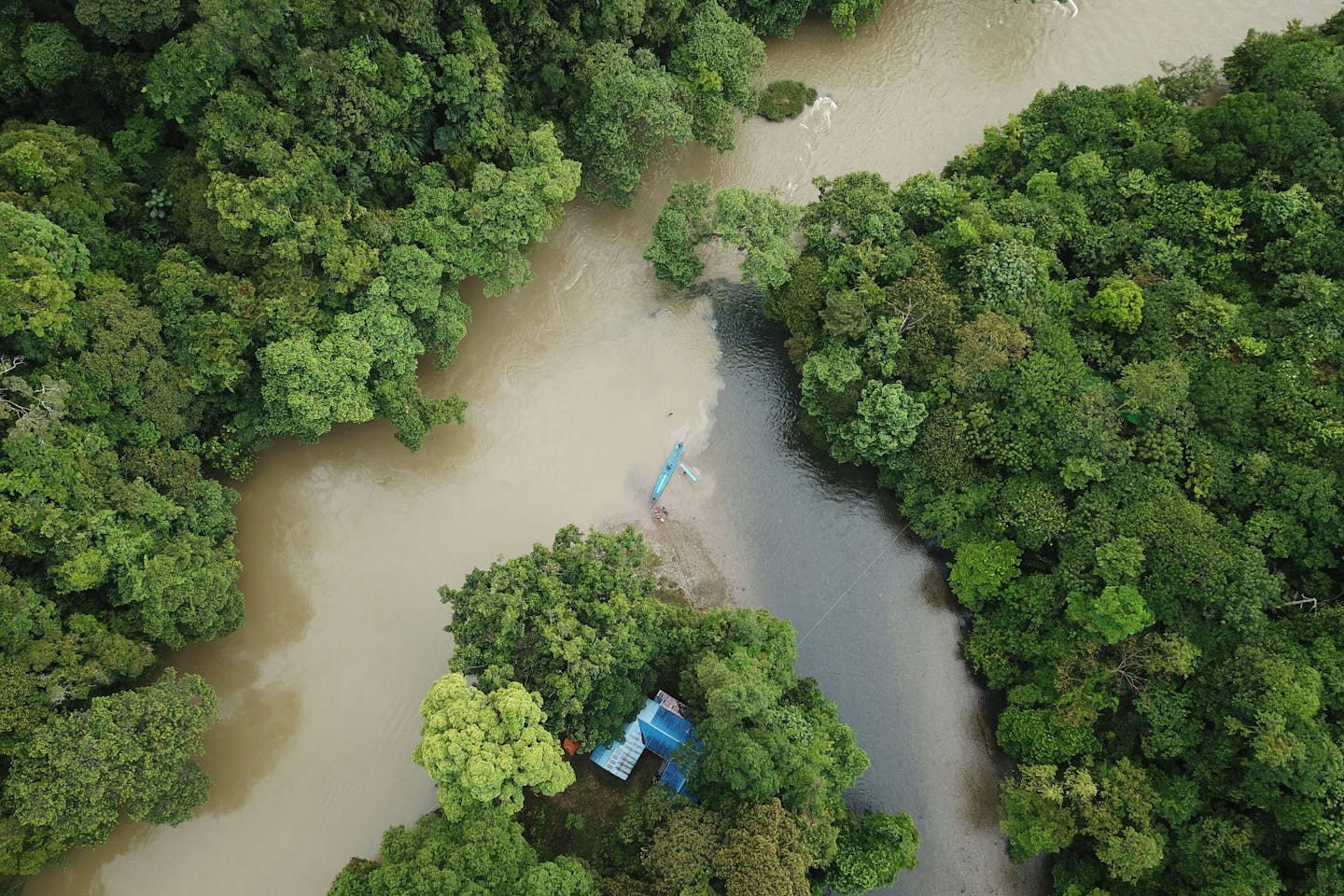 Nature Risk Is Carbon Credit Risk: Why Biodiversity Failure Threatens the Voluntary Carbon Market