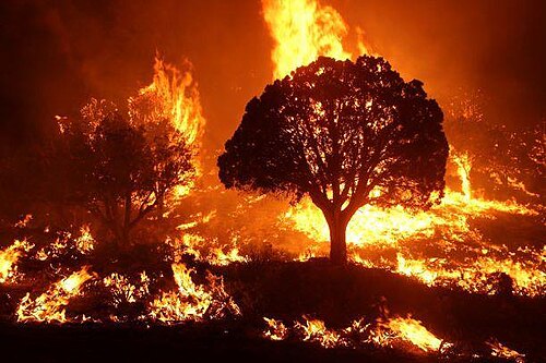 Wildfire Is Not Just a Biodiversity Crisis: Why Soil Carbon Loss Must Enter Climate-Resilience Planning