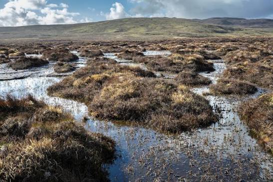 Peatland Carbon Is Not Automatically Permanent: Why Restoration and Carbon Projects Need a Physical-Stability Test