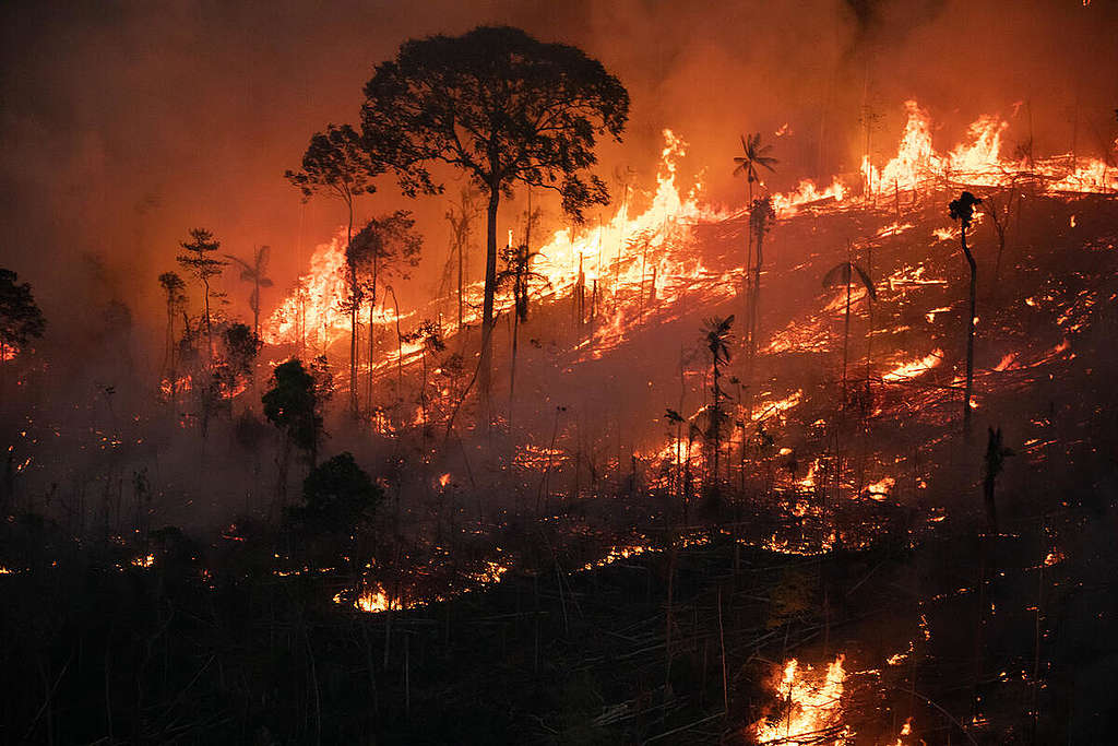 Amazon Wildfires Do More Than Emit Carbon: Ozone Pollution Is Weakening the Forest’s Ability to Absorb It
