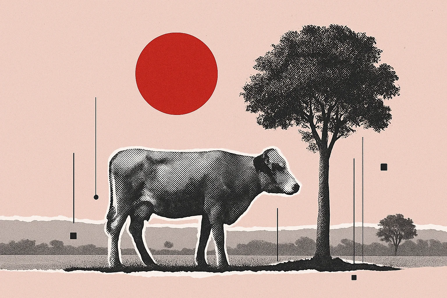 Trees, Cattle and Carbon Contracts: The Accounting Test Behind Google and McKinsey’s Brazil Deal